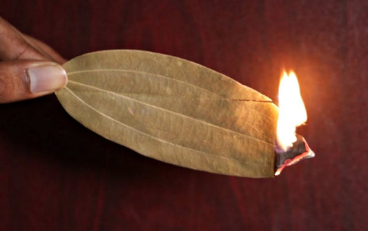 Bobkový List: Prírodná Aromatizácia a Osvieženie Domova Tlením